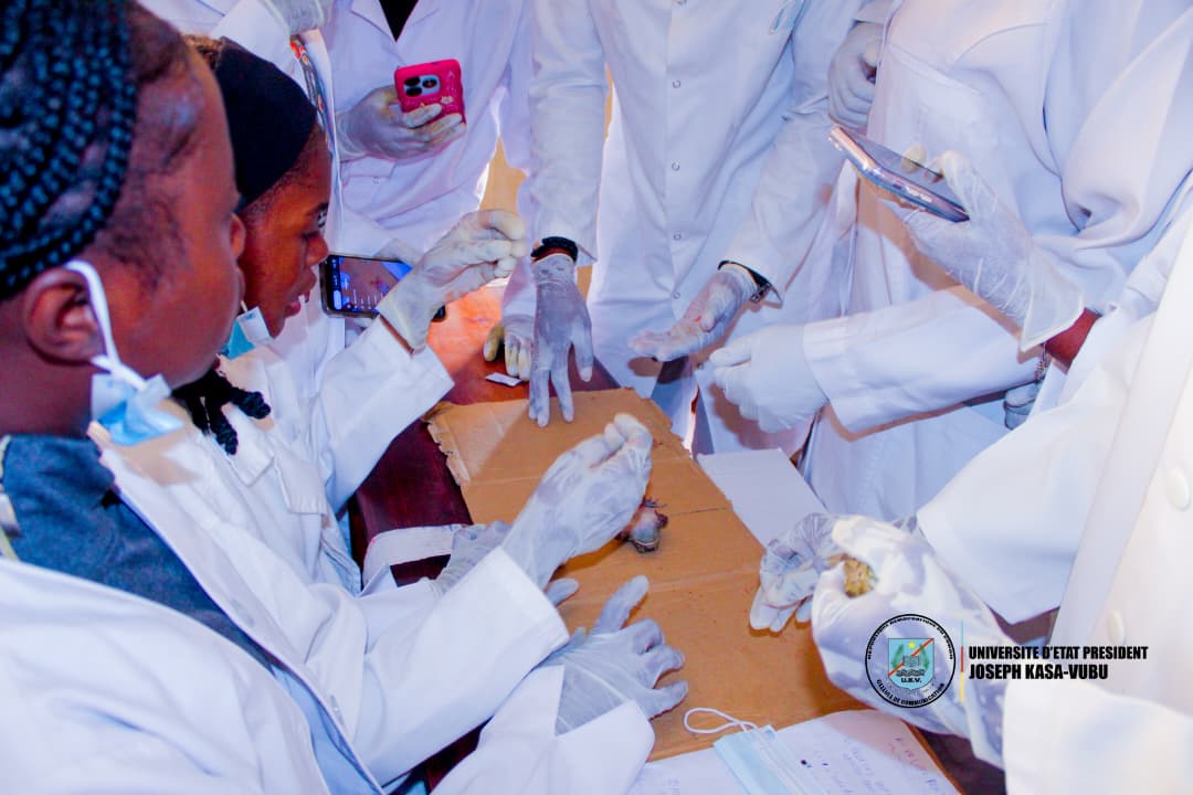 Faculté de Médecine – Promotion B1 MB : De la théorie à la pratique en Biologie animale.